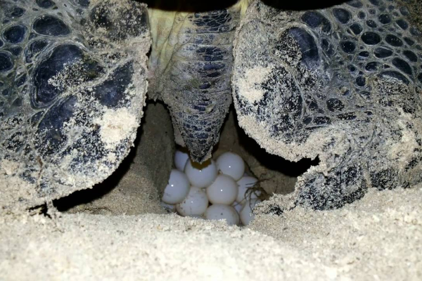2D1N BAMBOO LAGOON – BAY CANH ISLAND – WATCH SEA TURTLE LAYING EGGS - photo 4